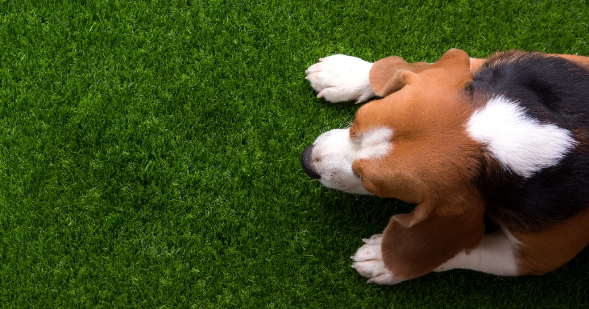 Beagle puppy lying on vibrant green artificial grass in a backyard setting.